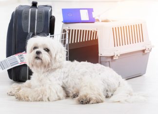 Accessori per viaggiare in aereo con animali trasportino cane-gatto aereo