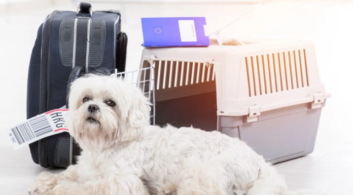 Accessori per viaggiare in aereo con animali trasportino cane-gatto aereo